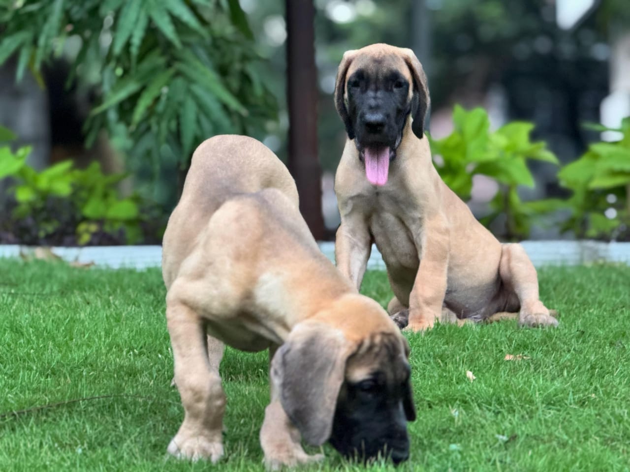 Great Dane